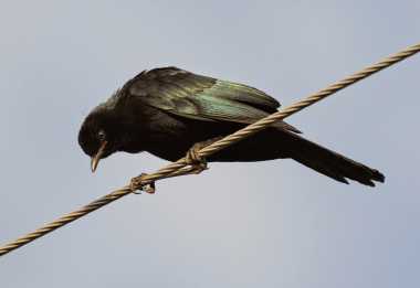 Riesen-Glanzstar &copy; Foto: Bernd Gerlach