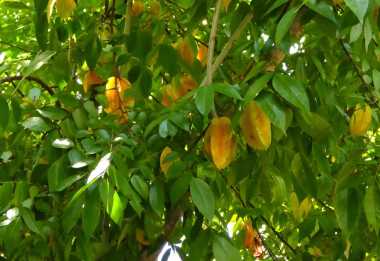 Sternfrüchte (Karambole) am Baum &copy; Foto: Angelika Krüger | Outback Africa