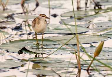 Seltener Vogel: Zwergblatthühnchen (Lesser jacana) im Okavango-Delta © Foto: Marco Penzel | Outback Africa