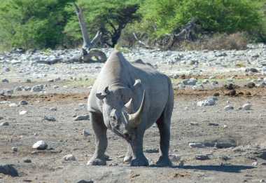 Spitzmaulnashorn, Etosha Nationalpark &copy; Foto: Jens Döring | Outback Africa