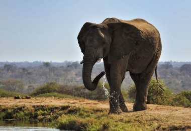 Camp Jabulani, Elefant