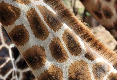 Netzgiraffe © Foto: Marco Penzel | Outback Africa