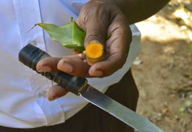 Gelbwurz (Kukuma) &copy; Foto: Angelika Krüger | Outback Africa