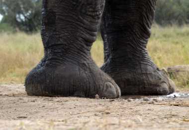 Elefant vor dem Hide der Camelthorn Lodge © Foto: Ulrike Pârvu | Outback Africa
