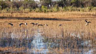 Buntes Vogelgewimmel am Ufer im Okavango-Delta, Mokolwane Camp &copy; Foto: Ulrike Pârvu | Outback Africa Erlebnisreisen