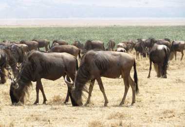Gnuherde, Ngorongorokrater &copy; Foto: S.Schlesinger