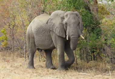 Elefant an der Straße nach Victoria Falls &copy; Foto: Susanne Schlesinger | Outback Africa