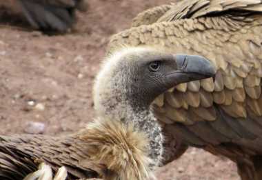 Weißrückengeier, Geierfütterung Victoria Falls Safari Lodge &copy; Foto: Susanne Schlesinger | Outback Africa