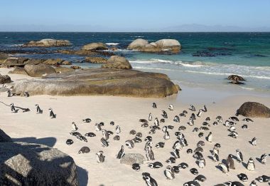 Pinguine am Strand von Simons Town © Foto: Elise Penzel