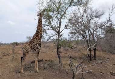 Kap-Giraffe im Krüger-Nationalpark &copy; Foto: Justine Retzar | Outback Africa Erlebnisreisen