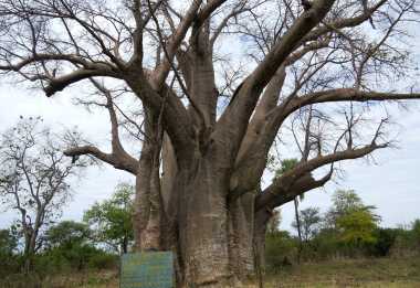 Big Tree, Victoria Falls &copy; Foto: Susanne Schlesinger | Outback Africa