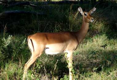 Impala in Moremi © Foto: Ulrike Pârvu | Outback Africa Erlebnisreisen