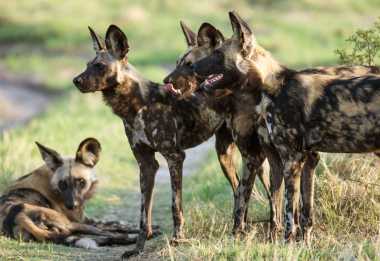 Wildhunde im Khwai Wildreservat, Botswana &copy; Foto: Marco Penzel