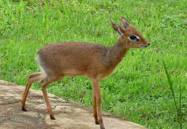 Arumeru River Lodge, zahmes Dikdik © Foto: Ulrike Pârvu | Outback Africa
