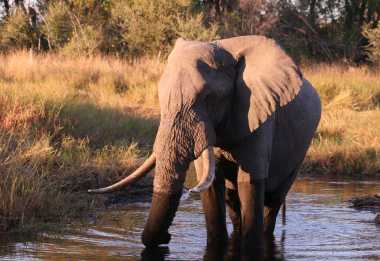 Elefant m Savutigebiet © Foto: Doreen Schütze | Outback Africa