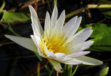 Tagseerose, Kwando River © Foto: Susanne Schlesinger | Outback Africa