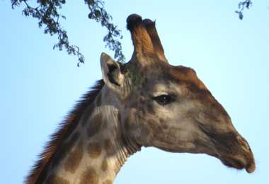 Giraffe an der Straße nach Nata &copy; Foto: Susanne Schlesinger | Outback Africa