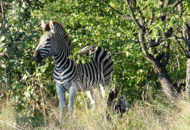 Junges Zebra in Moremi © Foto: Ulrike Pârvu | Outback Africa Erlebnisreisen