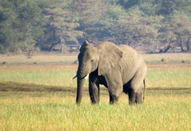 Elefant in den Sumpfwiesen, Nxamaseri &copy; Foto: Susanne Schlesinger | Outback Africa