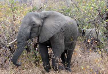 Elefant im Ruaha Nationalpark &copy; Foto: Svenja Penzel | Outback Africa