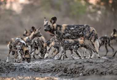 Wildhunde im Mana Pools Nationalpark &copy; Foto: African Bush Camps