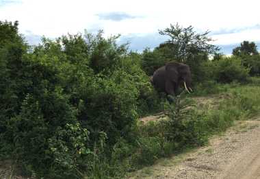 Doch kaum verlässt man die Hauptstraße zum Queen Elizabeth Nationalpark … © Foto: Svenja Penzel | Outback Africa