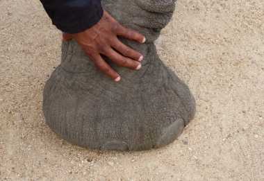 Camp Jabulani, Elephant Interaction, massive, aber sensible Füße © Foto: Jens Döring | Outback Africa