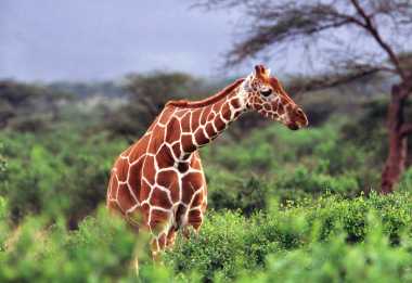 Giraffe im Samburu National Game Reserve, Kenia © Foto: Kenya Tourism