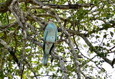 Blauracke, Krüger-Nationalpark &copy; Foto: Doreen Schütze | Outback Africa
