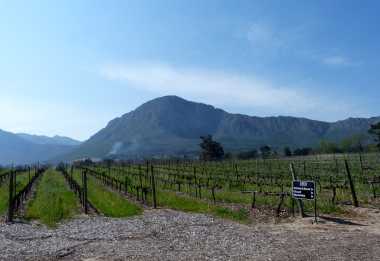 La Bri Weingut, Wine Tram Franschhoek &copy; Foto: Doreen Krausche | Outback Africa