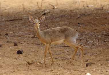 Kirk-Dikdik, Samburu Wiildreservat © Foto: Judith Nasse | Outback Africa