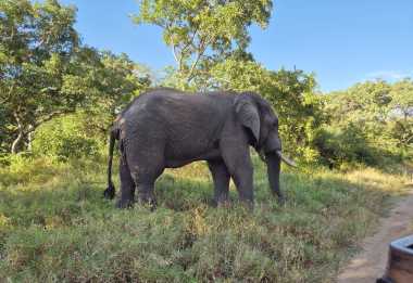 Elefantenbulle im Majete Wildlife Reservat, Malawi &copy; Foto: Ulrike Pârvu | Outback Africa Erlebnisreisen