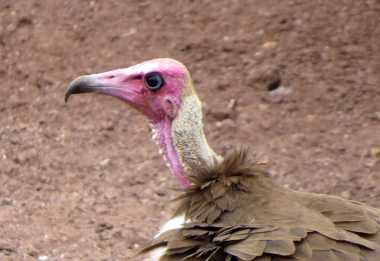 Kappengeier, Geierfütterung Victoria Falls Safari Lodge &copy; Foto: Susanne Schlesinger | Outback Africa