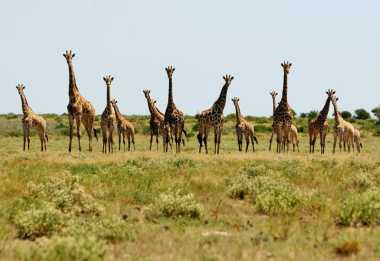 Giraffen im Nxai Pan Nationalpark