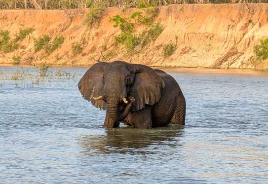 Elefant im Wasser des Rufiji-River, Nyerere Nationalpark, Südtansania
