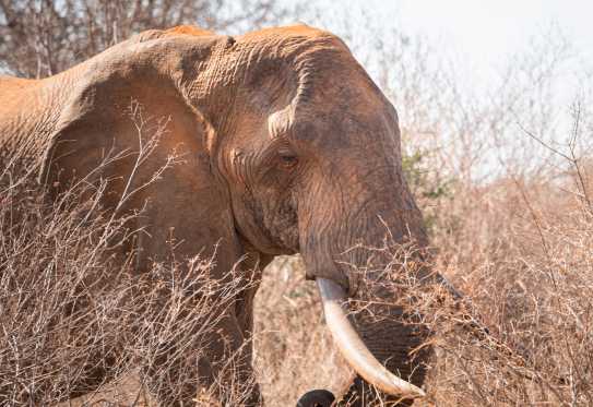 Severin Safari Camp, Elefant in Tsavo