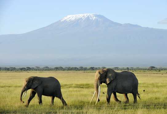 Elefanten im Amboseli Nationalpark vor dem Kilimanjaro