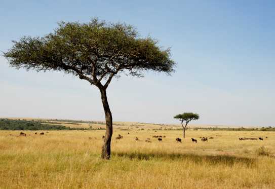 Gnus in der Massai Mara