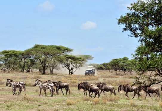 Safariwagen mit Hubdach in der Serengeti