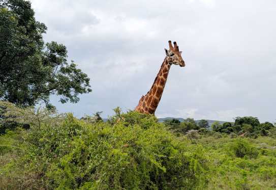 Giraffen im Lake Nakuru Nationalpark