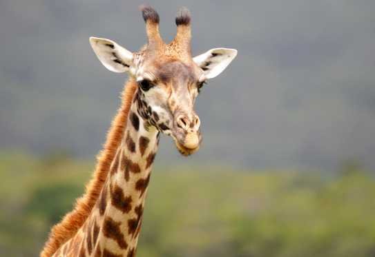 Giraffe im Arusha Nationalpark