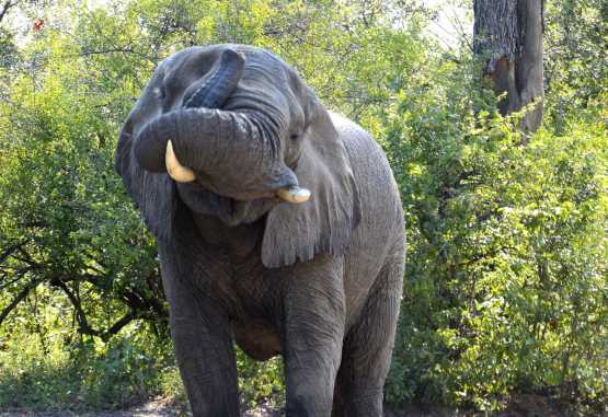 Elefant im Zambezi Nationalpark &copy; Foto: Ulrike Pârvu | Outback Africa Erlebnisreisen