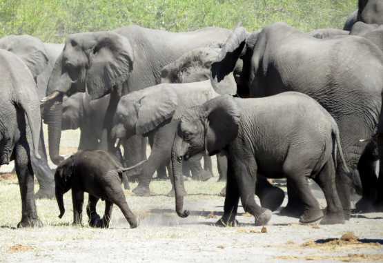 Elefantenherde, Moremi &copy; Foto: Susanne Schlesinger | Outback Africa
