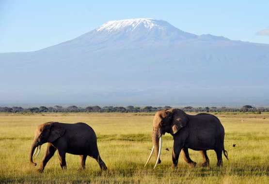 Elefanten vor dem Kilimanjaro in Amboseli. &copy; Foto: Svenja Penzel | Outback Africa