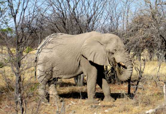Elefantenbulle in Etoscha &copy; Foto: Susanne Schlesinger | Outback Africa