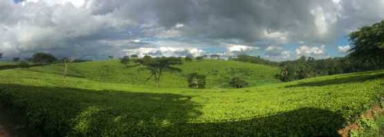 Panorama, Teefelder, Satemwa-Estate, Malawi &copy; Foto: Susanne Schlesinger | Outback Africa