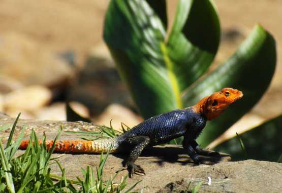 Siedleragame, eine verbreitete Eidechsenart in Nambia &copy; Foto: Heidi Lang