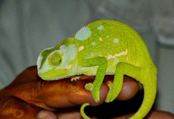 Sabi Sabi Bush Lodge, Pirschfahrt, Chamäleon &copy; Foto: Jens Döring | Outback Africa
