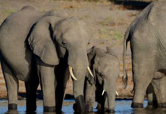 Elefanten am Chobe &copy; Foto: Ulrike Pârvu | Outback Africa