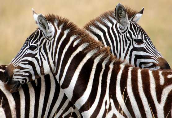 Zebras Seite an Seite &copy; Foto: Ron Magill | AndBeyond